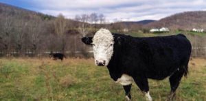 Cow from Raven Rock Livestock