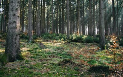 Forest Bathing Walk! All Ages Welcome!